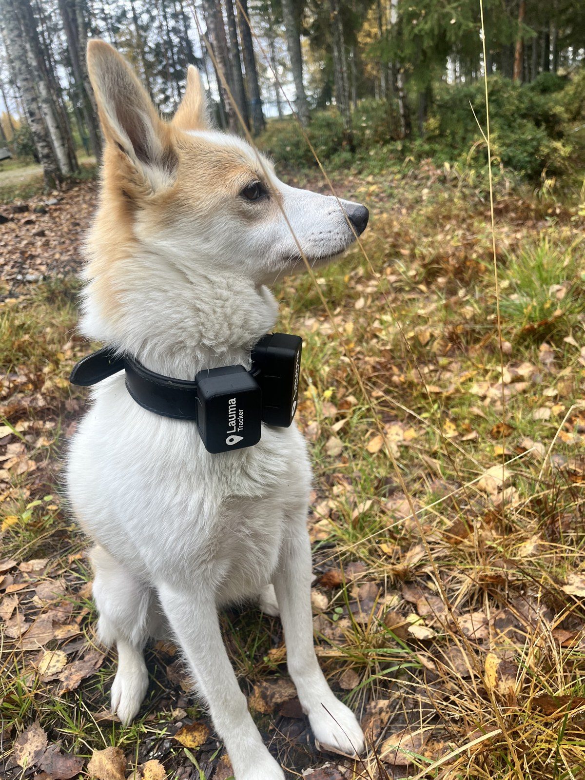 Laikku ja kaksi pantaa.